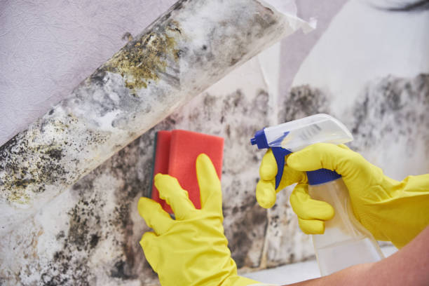 Best Environmental Consulting for Mold Prevention  in Granite Bay, CA